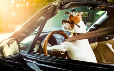 PRENDRE LA ROUTE DES VACANCES AVEC SON ANIMAL DE COMPAGNIE